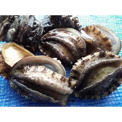 愛媛特産品・産地直送 宇和海産 活アワビ約1kg前後セット | 