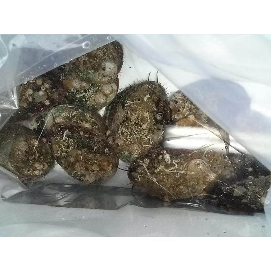 愛媛特産品・産地直送 宇和海産 活アワビ約1kg前後セット |  | 02