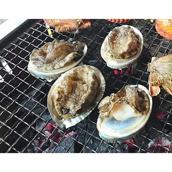 愛媛特産品・産地直送 宇和海産 活アワビ約1kg前後セット |  | 03