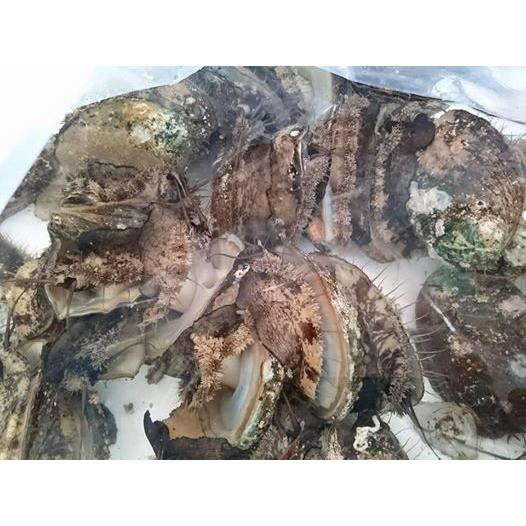 愛媛特産品・産地直送 宇和海産 活アワビ約2kg前後セット |  | 02