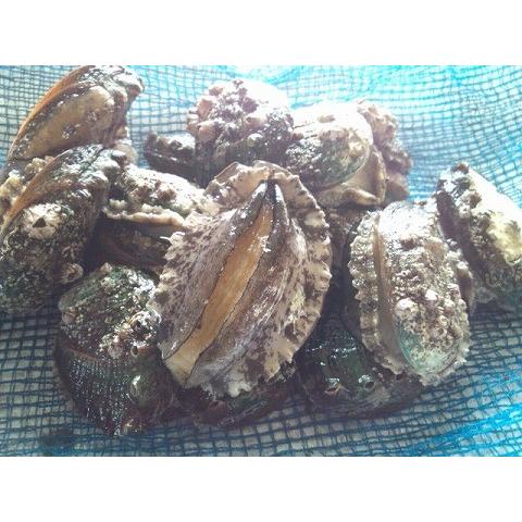 愛媛特産品・産地直送 宇和海産 活アワビ約3kg前後セット | 