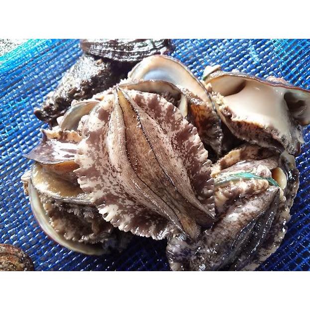 愛媛特産品・産地直送 宇和海産 活アワビ約4kg前後セット |  | 01