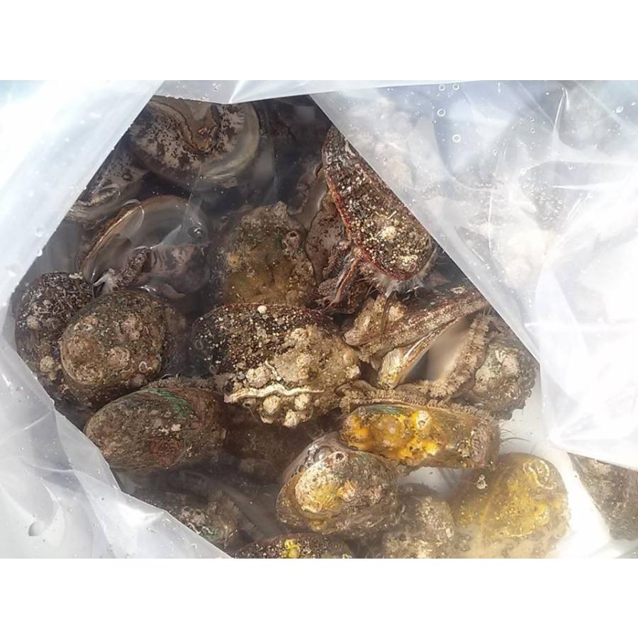 愛媛特産品・産地直送 宇和海産 活アワビ約4kg前後セット |  | 02