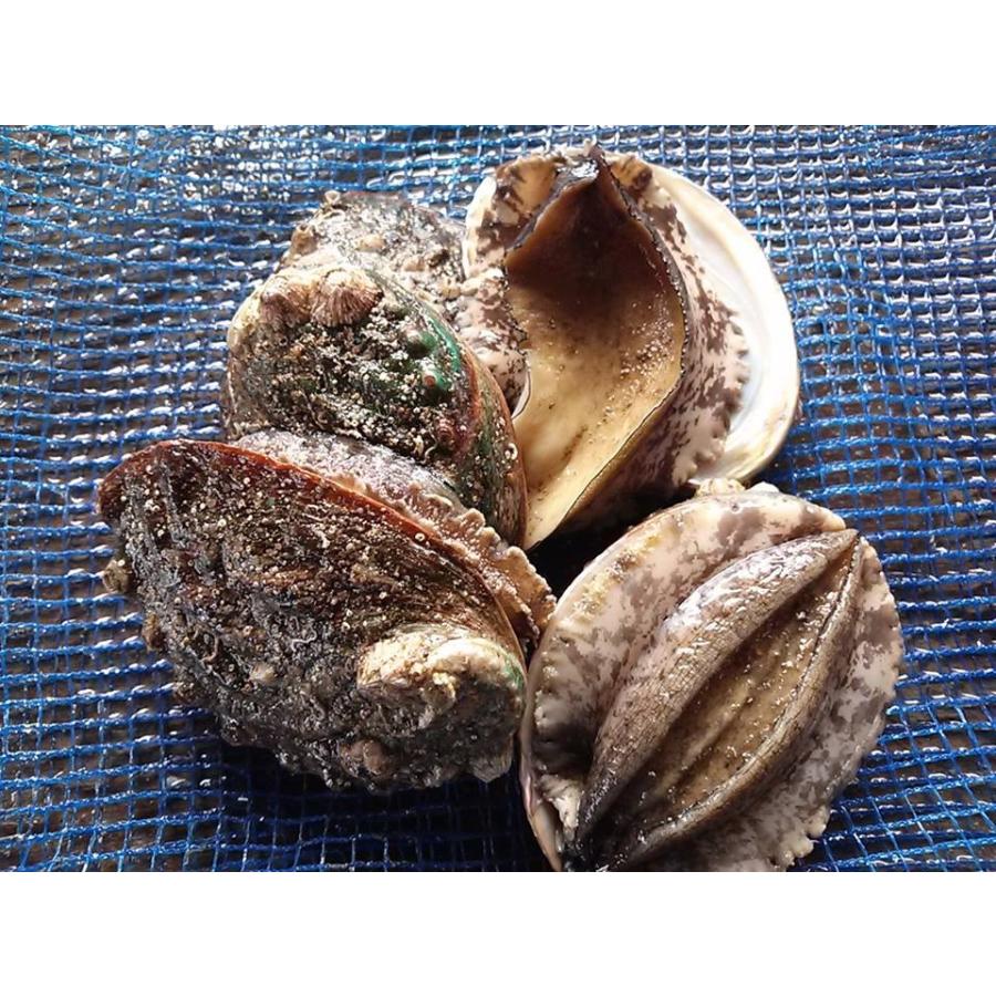 愛媛特産品・産地直送 宇和海産 活アワビ約500g前後セット（約100g〜50g 5個〜10個前後） | 