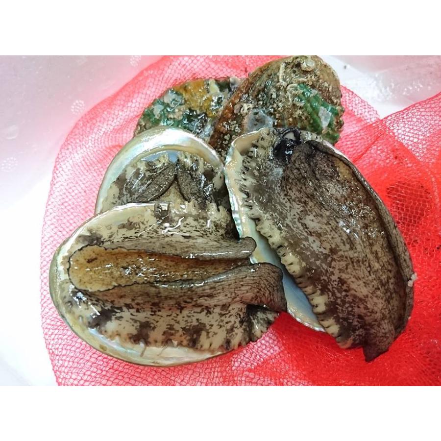 愛媛特産品・産地直送 宇和海産 活アワビ約500g前後セット（約100g〜50g 5個〜10個前後） |  | 01