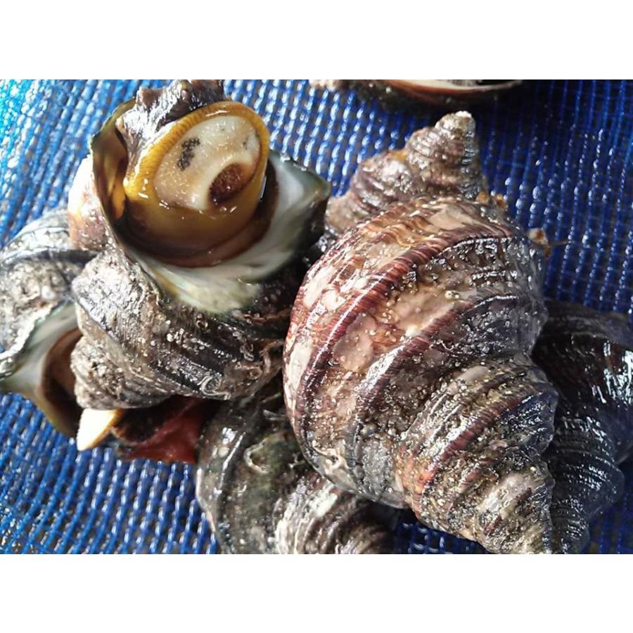 Yahoo ショッピング Paypayポイントがもらえる ネット通販