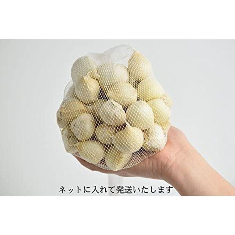 正規品直輸入】 グルメ通り SHOP にんにく 生産者直送 青森県産 バラ 500g令和3年度産津軽にんにく blaccoded.com 正規品直輸入】 グルメ通り SHOP にんにく 生産者直送 青森県産 バラ 500g令和3年度産津軽にんにく blaccoded.com