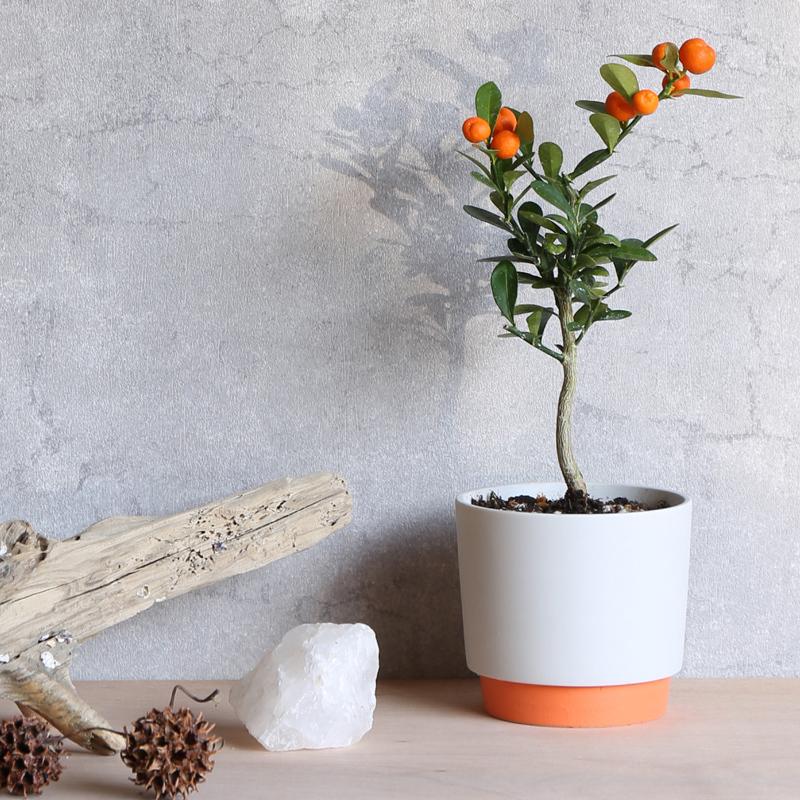 プランター 陶器 Sサイズ 受皿付き 日本製 植木鉢 底穴有 晋山窯ヤマツ