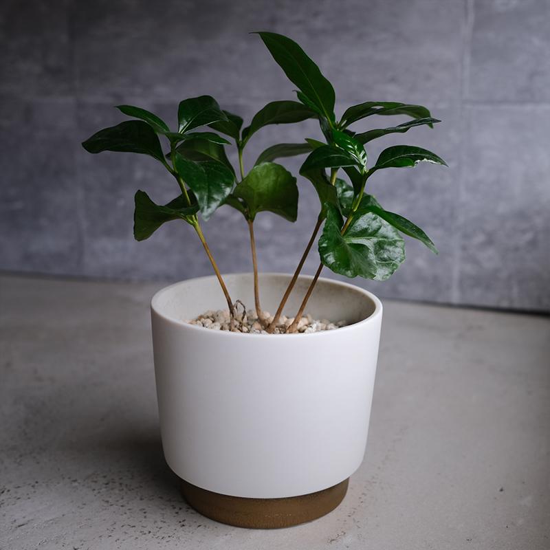 プランター 陶器 Sサイズ 受皿付き 日本製 植木鉢 底穴有 晋山窯ヤマツ