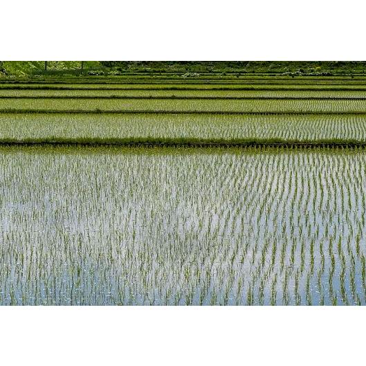 北海道美唄産のお米 10kg 北海道美唄市 ふっくりんこ 精米(10kg)雪の美 貞広農場 | 北海道