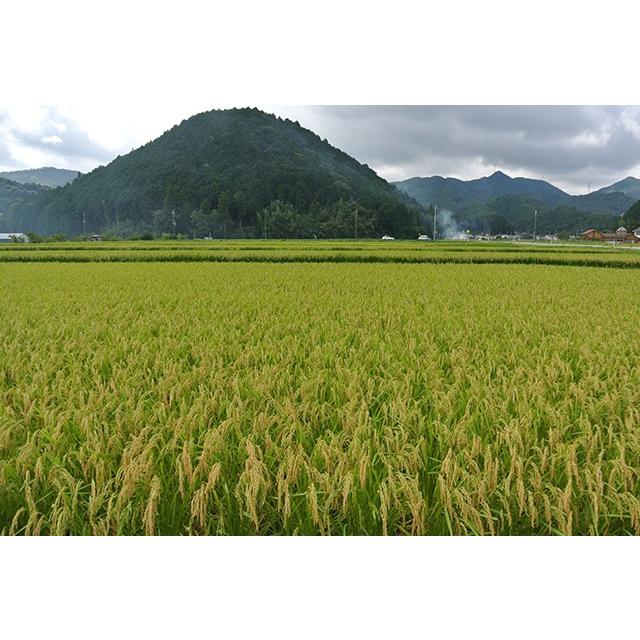 丹波ささ山産コシヒカリ新米（白米）10キロ コシヒカリ 米 10kg 篠山コシヒカリ 兵庫県 丹波篠山産 お米 10