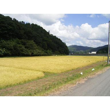 コシヒカリ 米 10kg 篠山コシヒカリ 兵庫県 丹波篠山産 お米 10