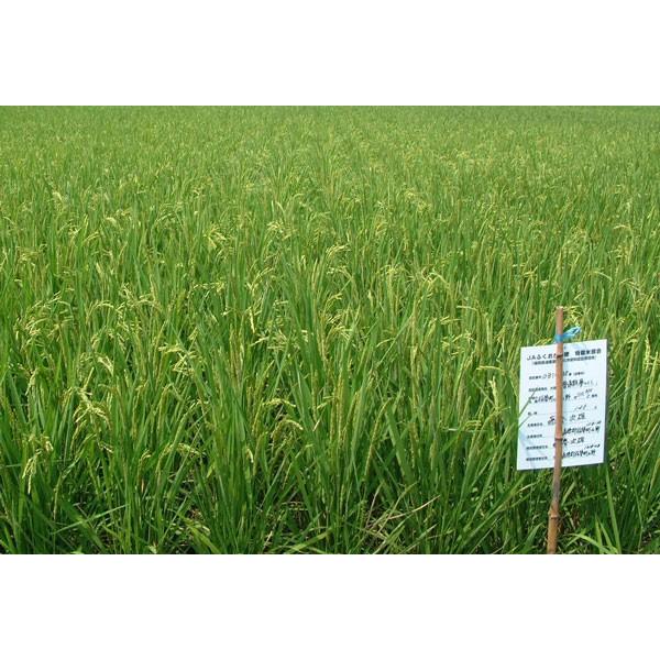 夢つくし 米 10kg 特別栽培米 福岡県産 ふくおか嘉穂 れんげ米 夢つくし 米 10kg 特別栽培米 福岡県産 ふくおか嘉穂 れんげ米