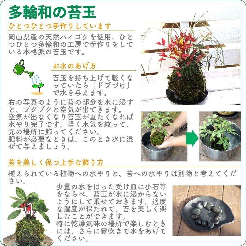 箱根山椒バラの苔玉 無料ギフトラッピングok 8cm Hakonesansyo 苔玉とミニ盆栽の店 多輪和 通販 Yahoo ショッピング