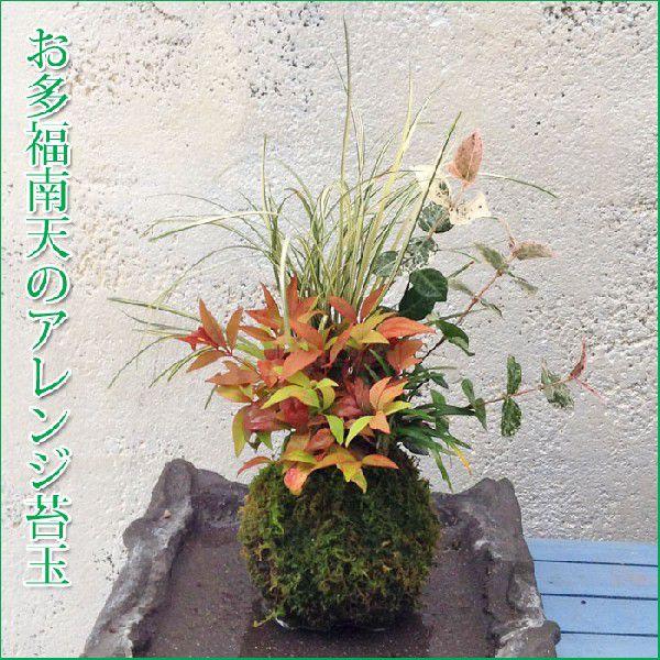 お多福南天の苔玉 無料ギフトラッピングok 8cm Belle Ile Nature Org