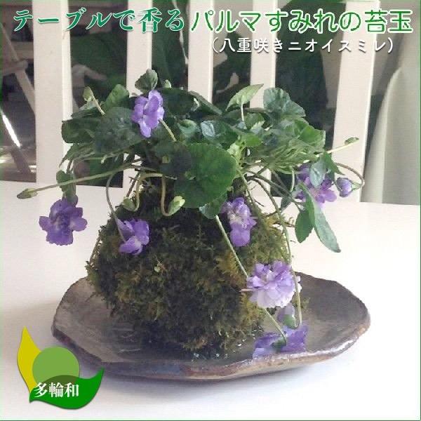 パルマすみれの苔玉 バイオレット 八重咲きニオイスミレ 8cm Sweethome67 Fr