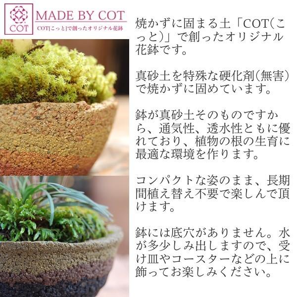 西洋しのぶ ダバリア のミニ盆栽 無料ギフトラッピングok Shinobubonsai 苔玉とミニ盆栽の店 多輪和 通販 Yahoo ショッピング