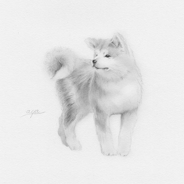 Pencil art aya@S 秋田犬原画（額あり・タテ） : 田沢湖・角館