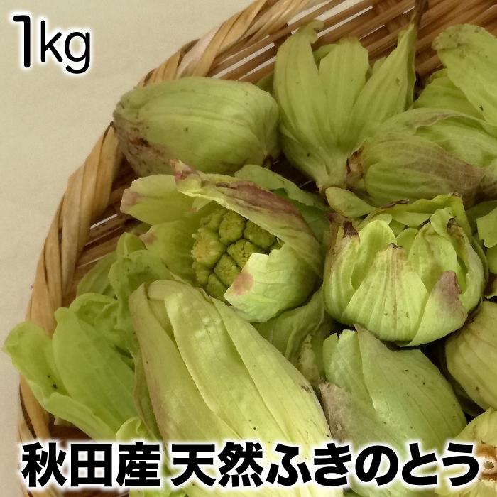 ご予約受付中4月下旬発送】天然ふきのとう1kg 秋田産 採りたて ご予約受付中4月下旬発送】天然ふきのとう1kg 秋田産 採りたて