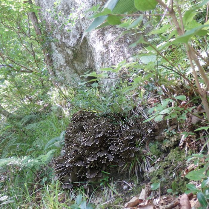 天然舞茸1kg【10月上旬発送開始】秋田産 採れたての天然マイタケを