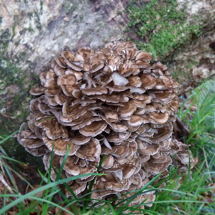 天然舞茸2kg【ご予約受付中10月上旬発送開始】秋田産 採れたての