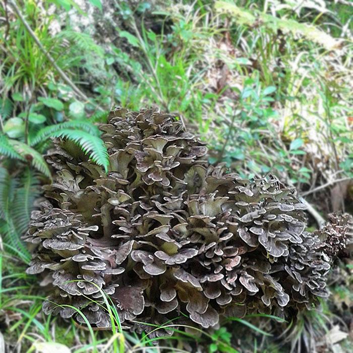 天然舞茸3kg【10月上旬発送開始】秋田産 採れたての天然マイタケを