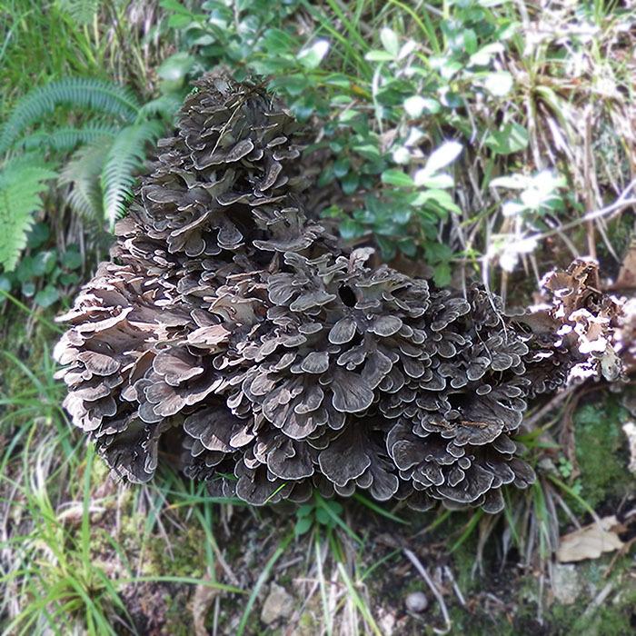 天然舞茸3kg【10月上旬発送開始】秋田産 採れたての天然マイタケを