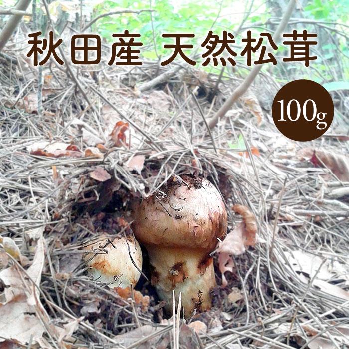 天然松茸100g【ご予約受付中10月発送】秋田産 採れたての天然マツタケ