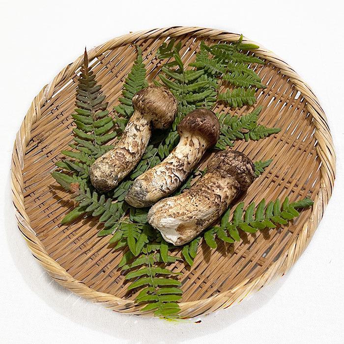 天然松茸100g【ご予約受付中10月発送】秋田産 採れたての天然マツタケ