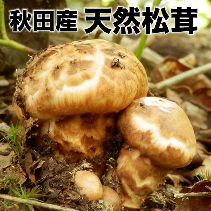 天然きのこ　マツタケ　松茸　約100g　きのこ 天然松茸100g【ご予約受付中10月発送】秋田産 採れたての天然マツタケ