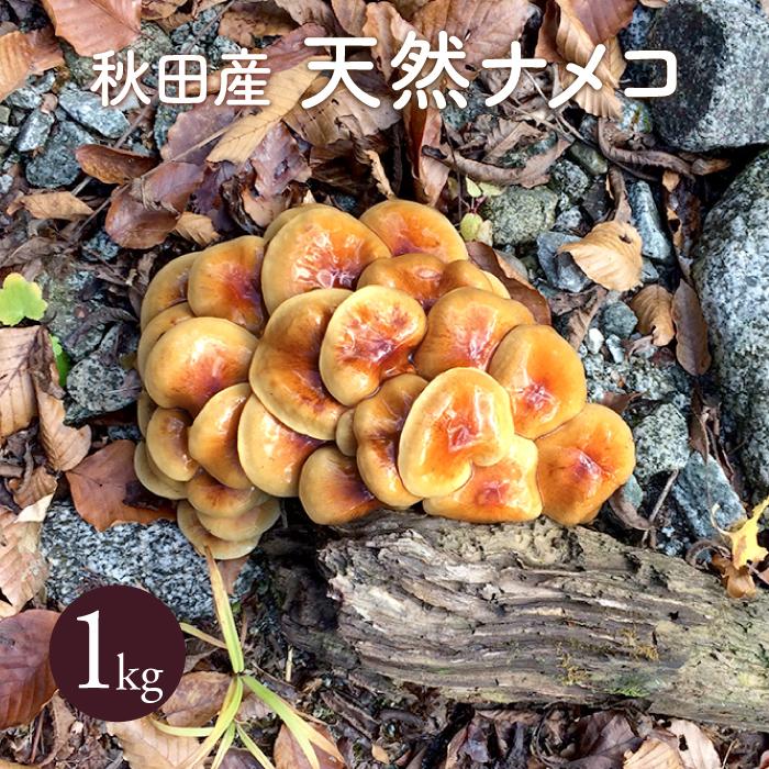 天然なめこ1kg【ご予約受付中11月発送】秋田産 採れたて天然ナメコを