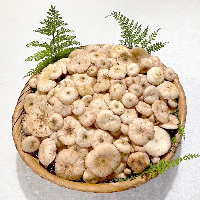 天然ならたけ1kg 秋田産 天然きのこ ナラタケ ボリボリ サモダシ カックイ ボリメキ モダシ モタツ ササコ 産直 直売 国産キノコ Naratake1kg 田沢湖山幸園 通販 Yahoo ショッピング