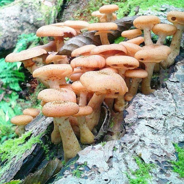 天然きのこ塩漬け1kg 秋田産 ナラタケ ムキタケ アミタケ ナメコ 国産