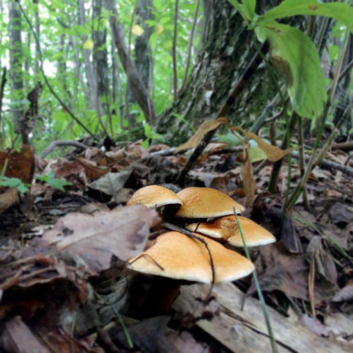 天然きのこ塩漬け1kg 秋田産 ナラタケ ムキタケ アミタケ ナメコ 国産