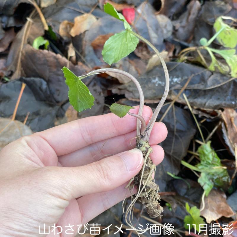 山わさび素掘り苗100株【10月下旬発送開始】抜き苗 山菜苗 野菜