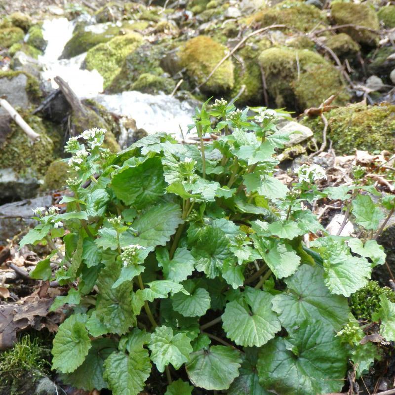 山わさび。 山わさび素掘り苗20株 抜き苗 山菜苗 野菜苗 耐寒性多年草 宿根草 山
