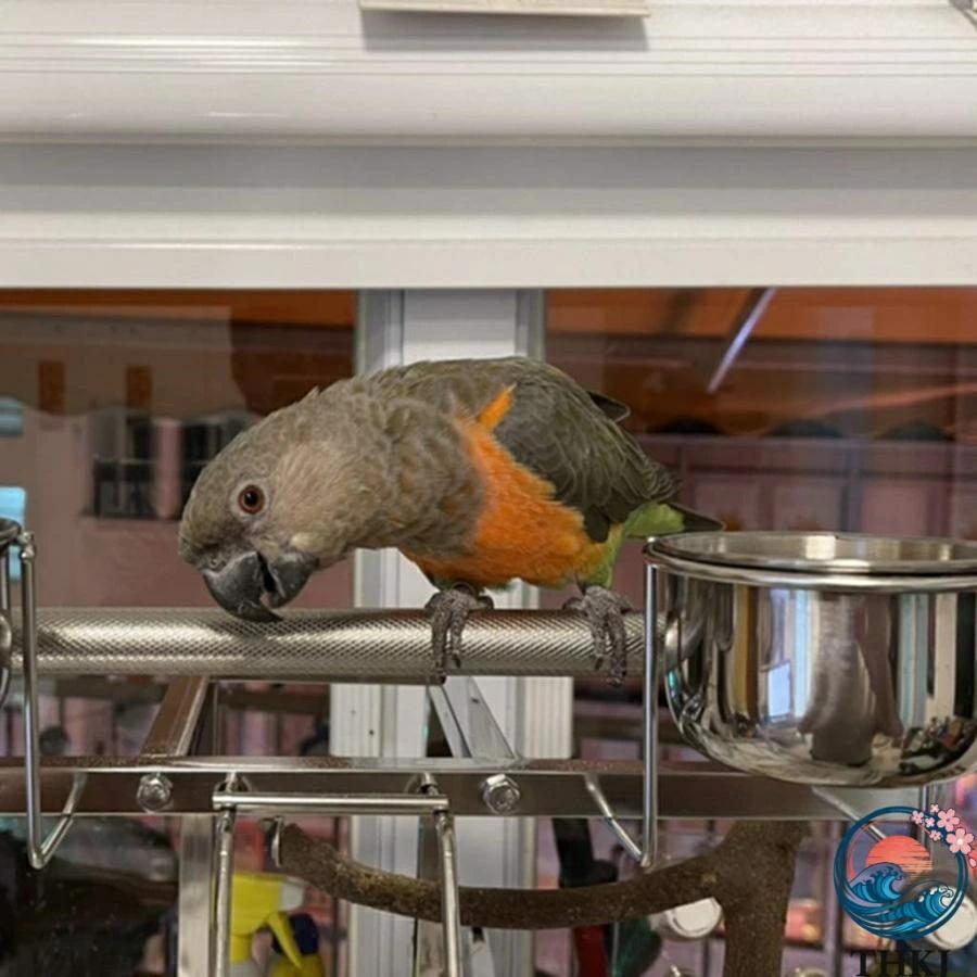 鳥かご ケージ 豪華な大型オウムケージ 304 ステンレス鋼の鳩の檻 THKJ キャスター付きの移動可能な動物の別荘 使いやすい おすすめ 人気 注目アイテムの画像