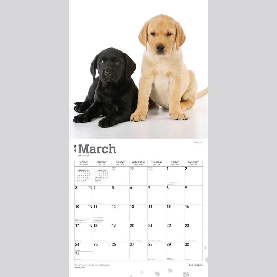 【輸入版】2024年 子犬のラブラドール・レトリバー カレンダー / ブラウントラウト (Labrador Retriever Puppies)｜tdcalendar｜03