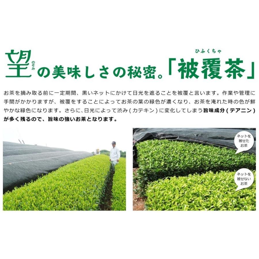 送料無料 望銀印 彩りまどか 100g×1袋 お茶 緑茶 煎茶 茶 茶葉 お茶葉