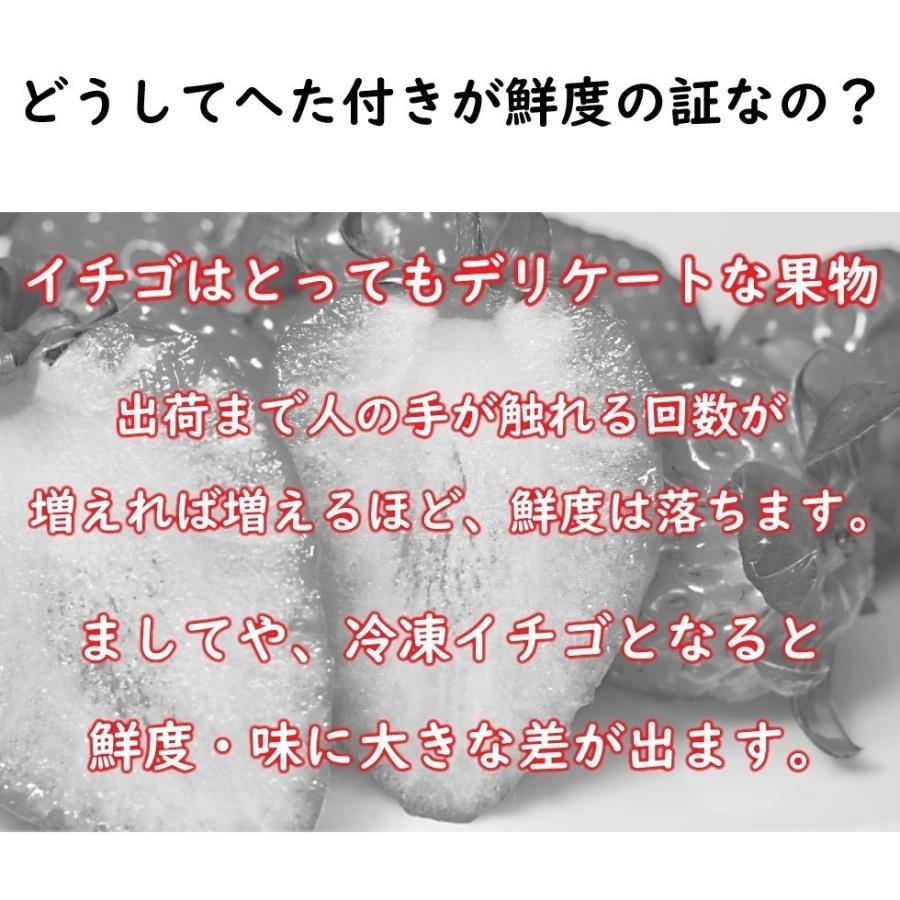 国産 冷凍いちご 紅ほっぺ 無添加 送料無料 たっぷり1kg ストロベリー 無添加 無加糖 フルーツ 果物 くだもの スムージー ジャム :178:わが家のちゃぶ台 - 通販 - Yahoo!ショッピング 国産 冷凍いちご 紅ほっぺ 無添加 送料無料 たっぷり1kg ストロベリー 無添加 無加糖 フルーツ 果物 くだもの スムージー ジャム :178:わが家のちゃぶ台 - 通販 - Yahoo!ショッピング