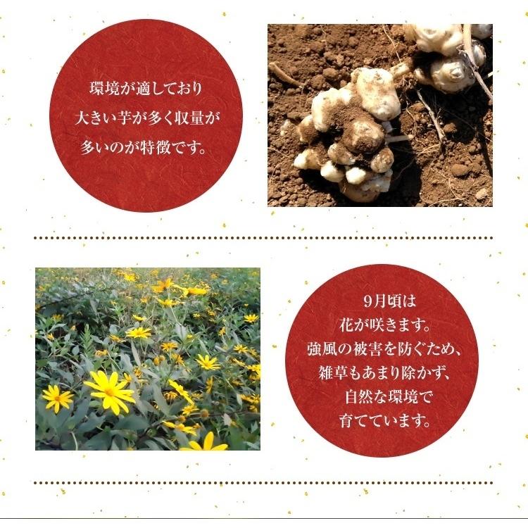 山麓園 菊芋チップス 100g 熊本県産100％ 国産 無農薬 農薬不使用