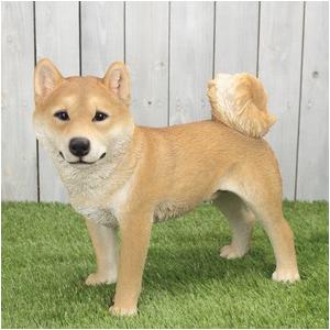 柴犬   ・・・ ガーデニング