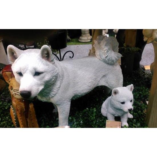 55 Off 白い柴犬 ガーデニング 庭 新生活 誕生日