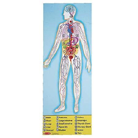 Human Body Floor (100 PC) (Floor Puzzles)の画像