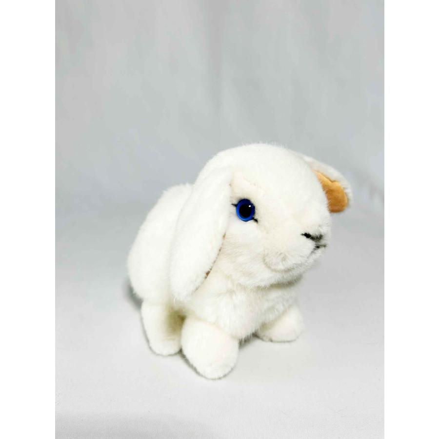 ケーセン うさぎ KOSEN Koesen White Young Dwarf Lop Rabbit うさぎの