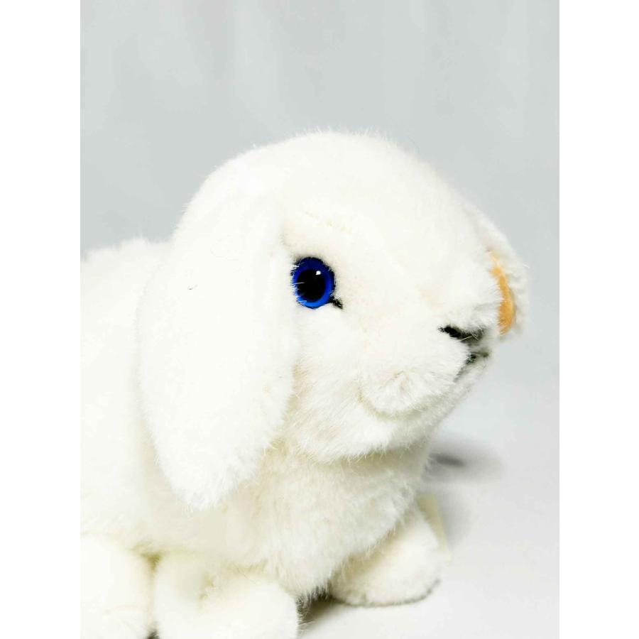 ケーセン うさぎ KOSEN Koesen White Young Dwarf Lop Rabbit うさぎの