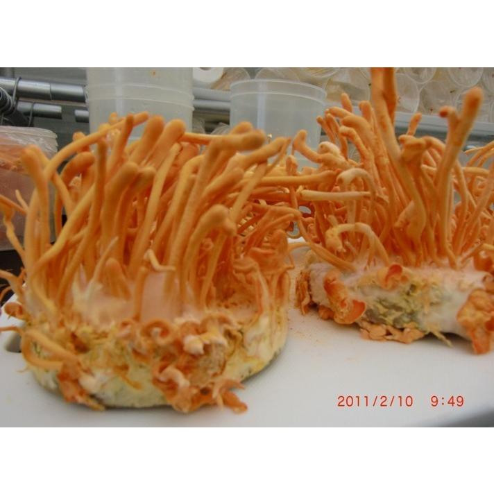 国産 冬虫夏草 子実体 100 粉末 宮崎大学と共同研究した冬虫夏草 001 ひなた食品ヤフー店 通販 Yahoo ショッピング
