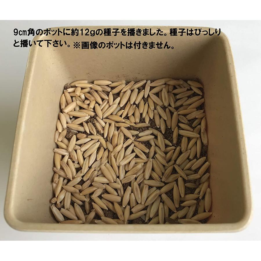 仁達食品 猫草の種 大容量タイプ800g入り 約1．3L（農薬未使用