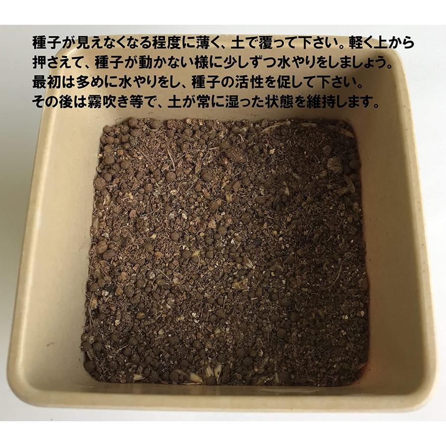 仁達食品 猫草の種 大容量タイプ800g入り 約1．3L（農薬未使用