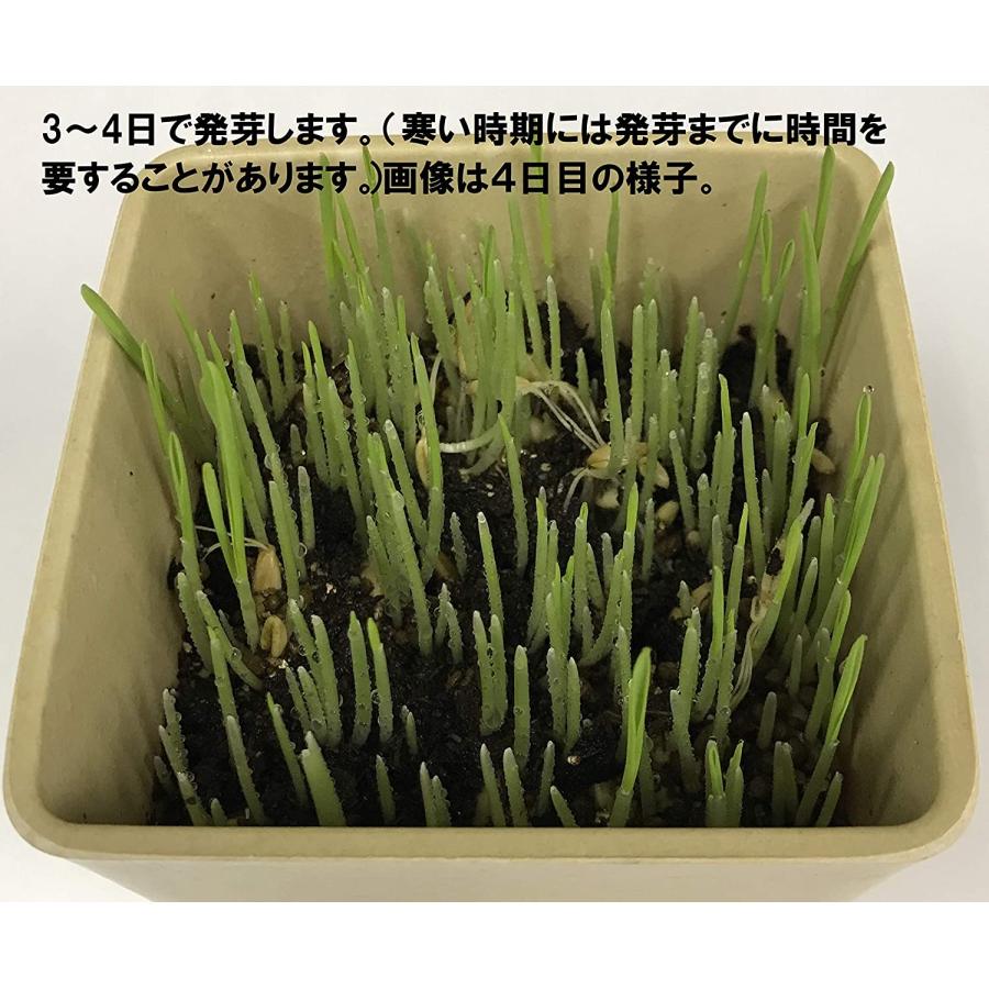 仁達食品 猫草の種 大容量タイプ800g入り 約1．3L（農薬未使用
